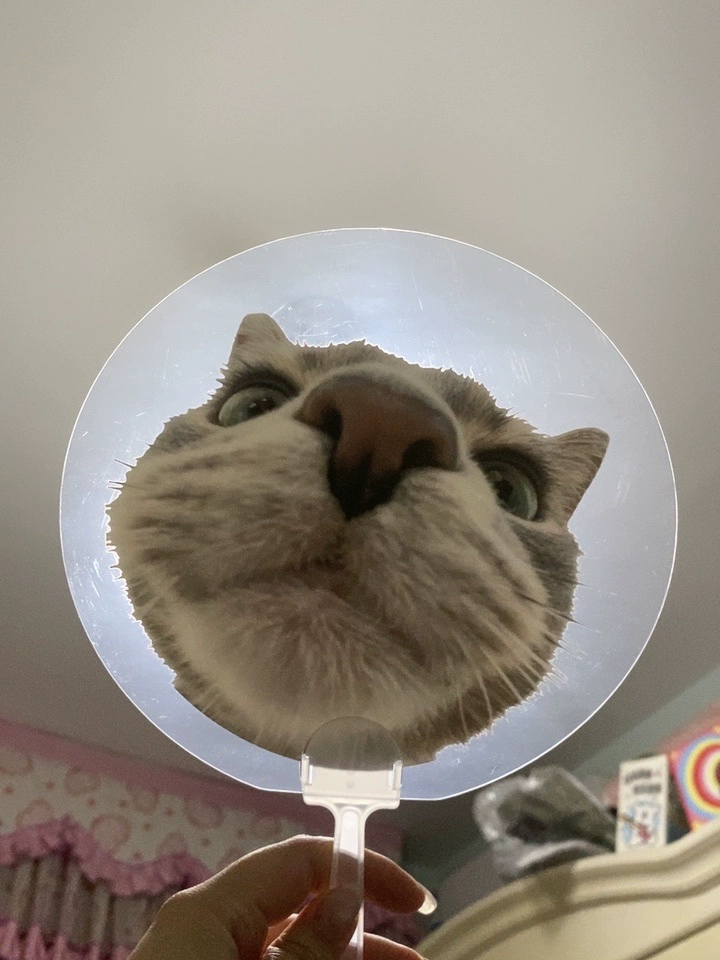 (Buy 1 Get 1 Free) Custom Clear PVC Hand Fan for K-pop Concerts, Anime Merch, Weddings & Pet Photos photo review